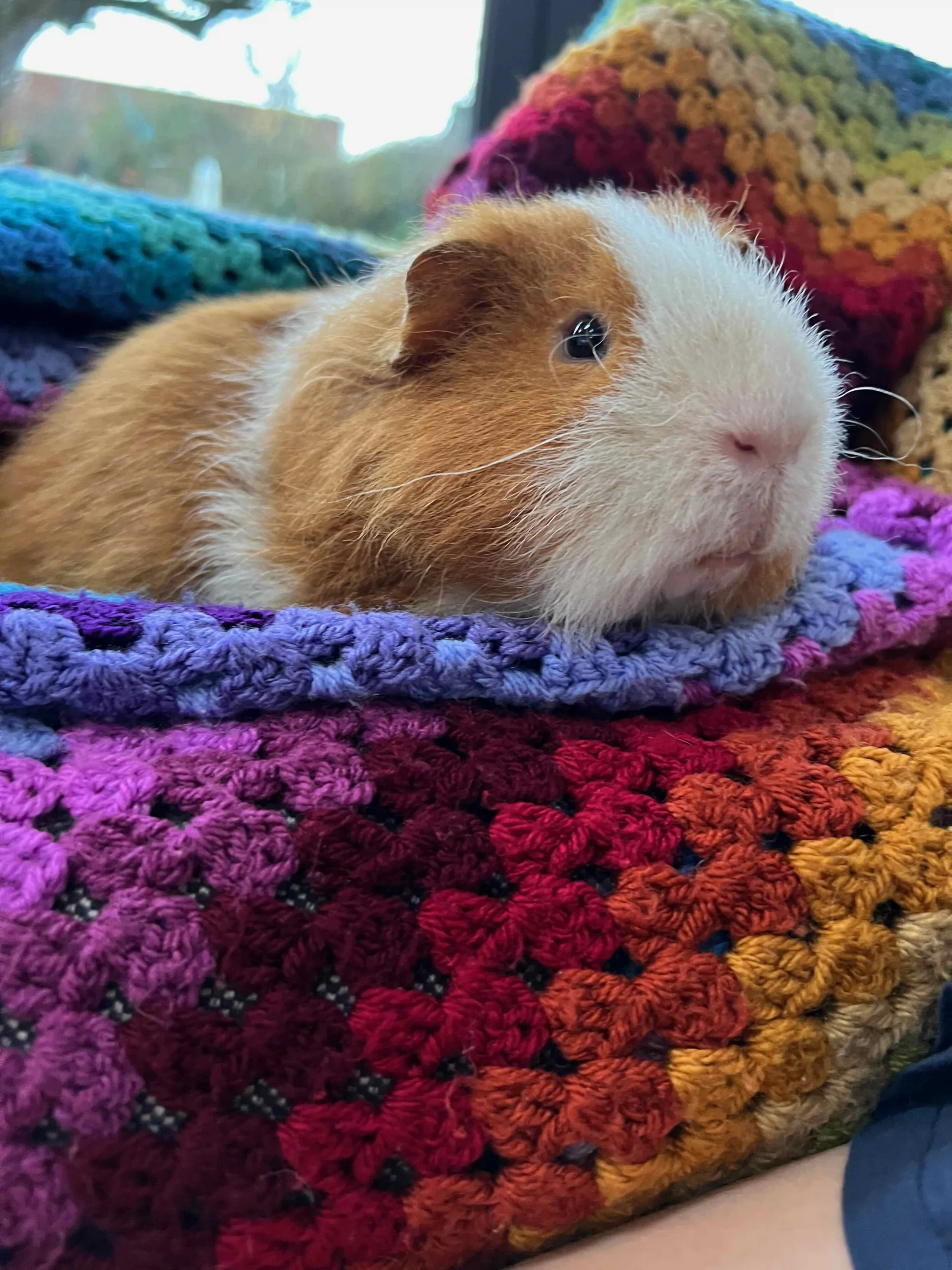crochet guinea pig blanket