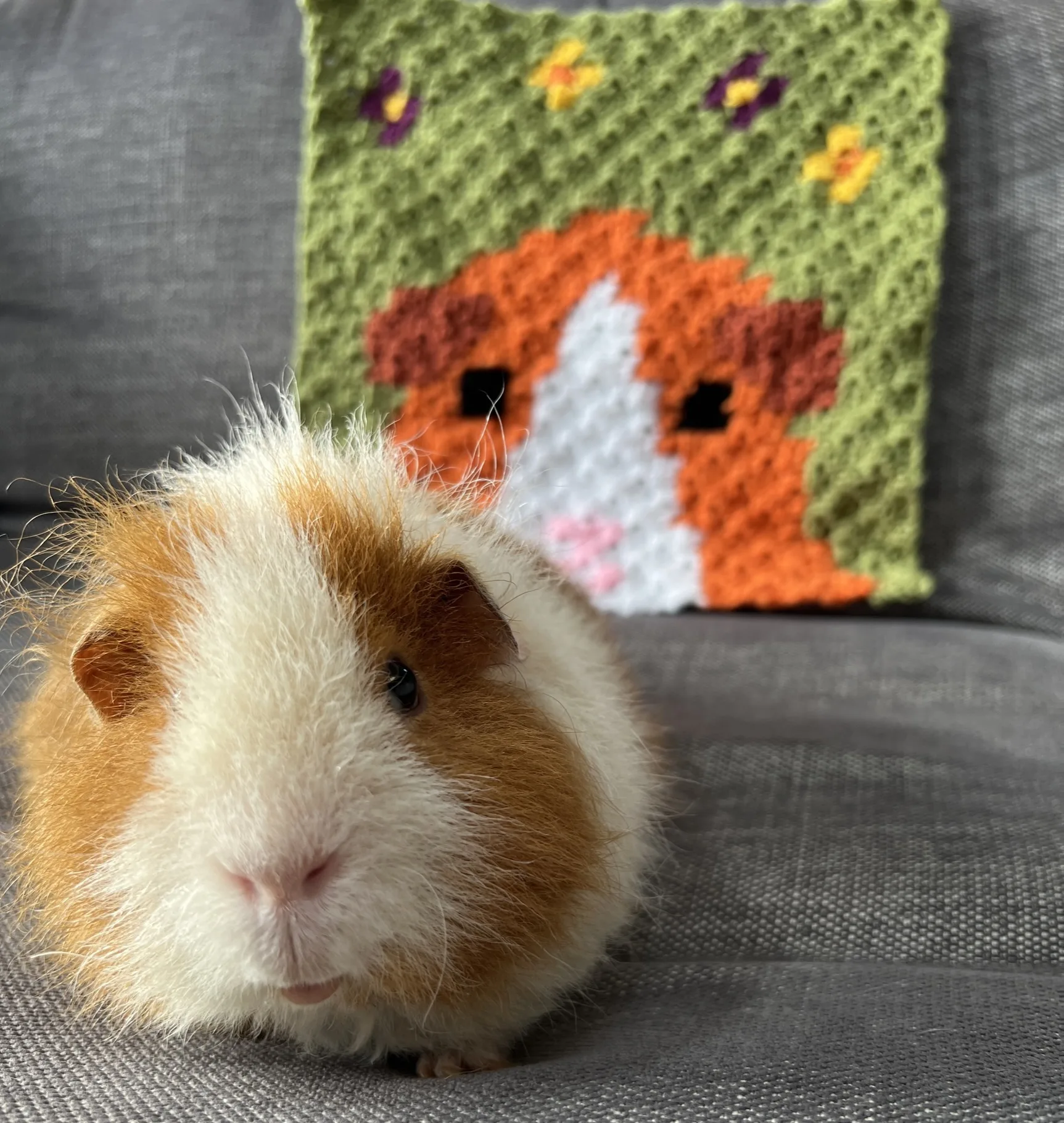 Croceht guinea pig